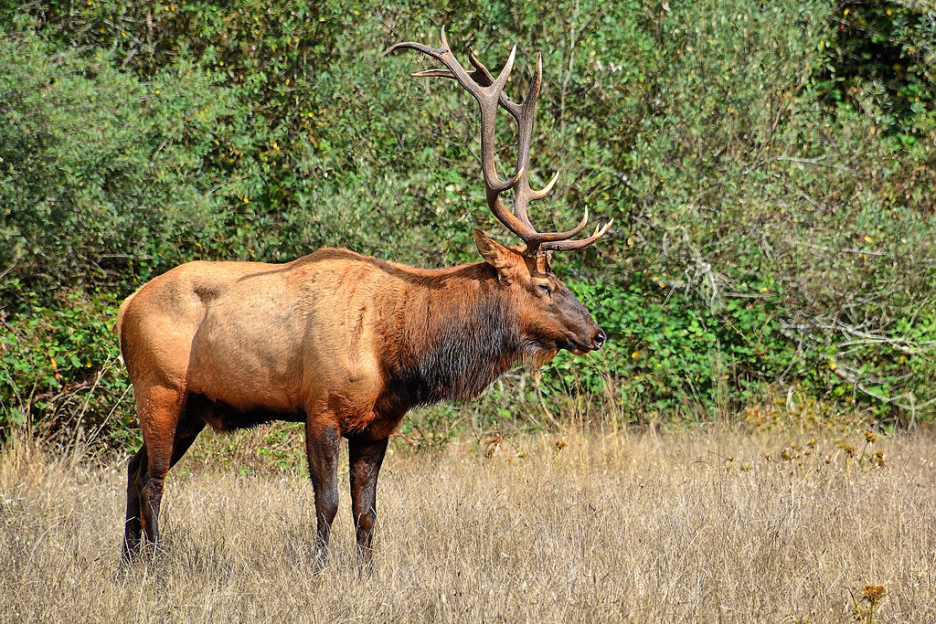 elements/deer-elk/refs/roosevelt_elk_cow/openverse_Majestic_Bull_21c2381d.jpg