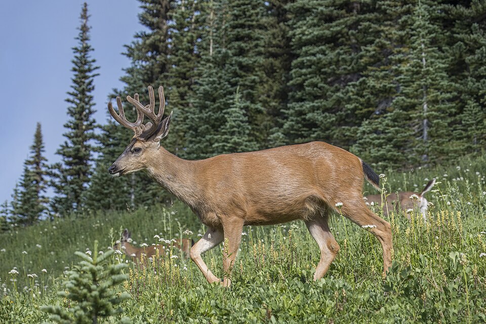 naturalist/animals/photos/blacktail_deer/commons_Columbian_black_tailed_deer_Odocoileus_hemionus__e3d0e22e.jpg