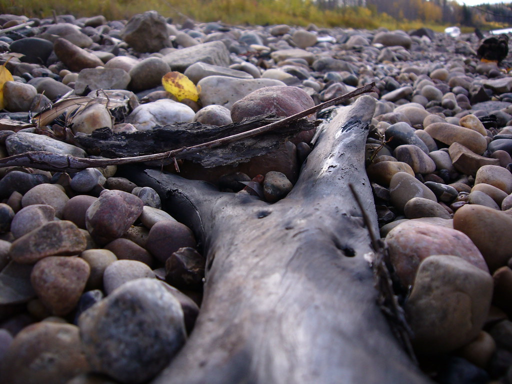 elements/driftwood/refs/openverse_Driftwood_on_Gravel_bar_540722fe.jpg