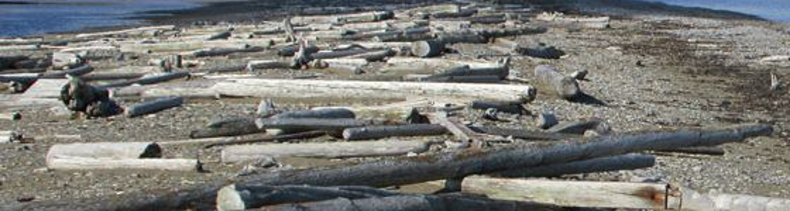 elements/driftwood/scratch/photo_pile.png