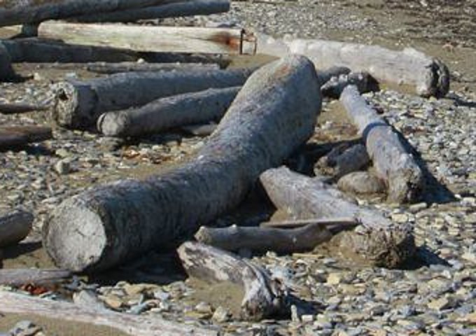 elements/driftwood/scratch/photo_bigLog.png