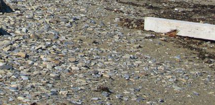 elements/driftwood/scratch/photo_gravel_near.png