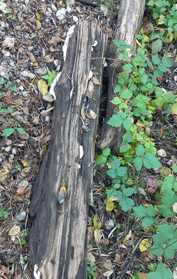 elements/driftwood/scratch/g1_grain.png