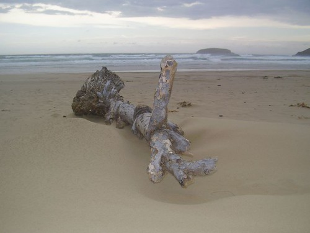 elements/driftwood/scratch/p_root2.png