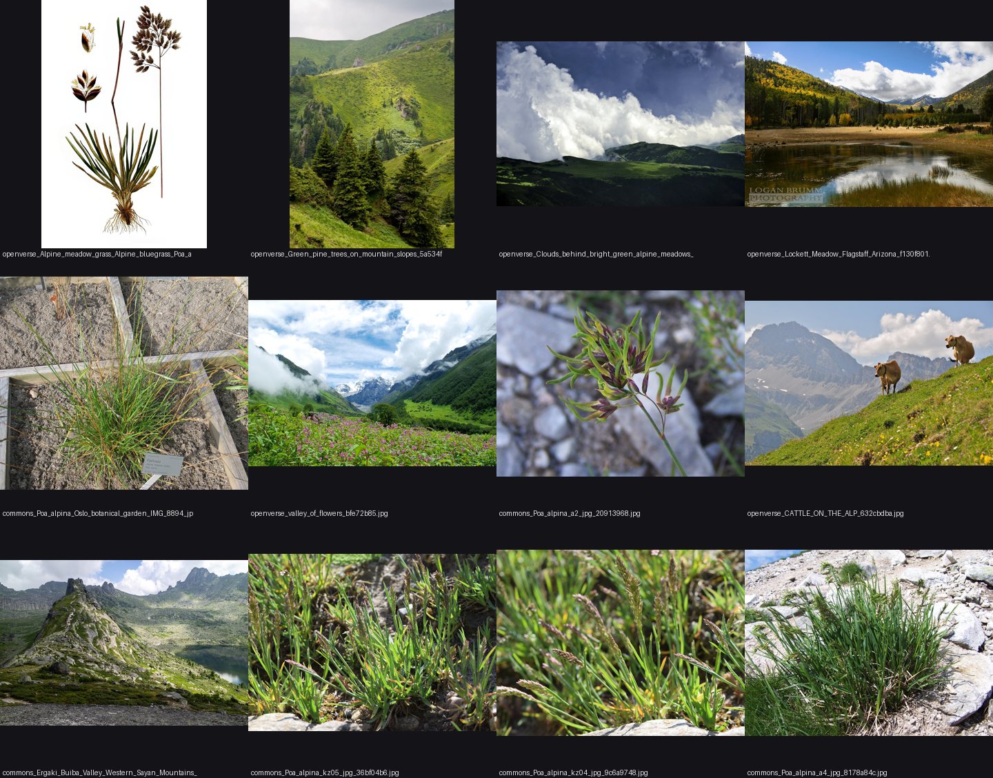 elements/grass-lod/photos/meadow/_sheet.jpg