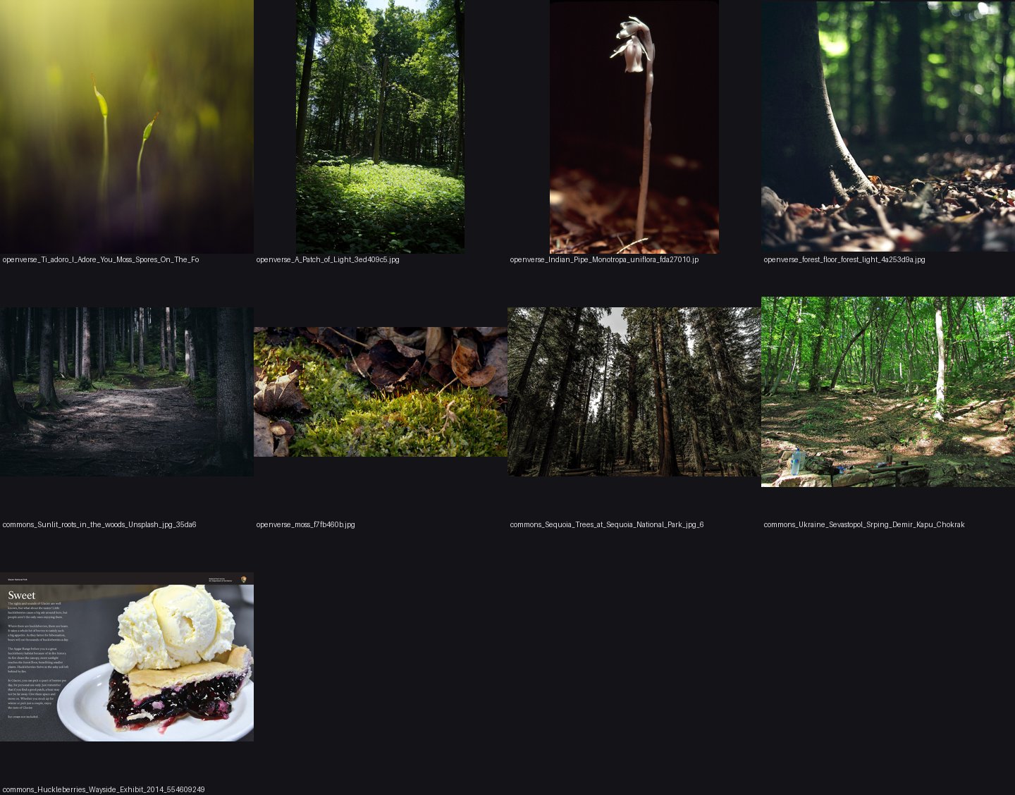 elements/ground/photos/forest_floor_sunlight_patches/_sheet.jpg