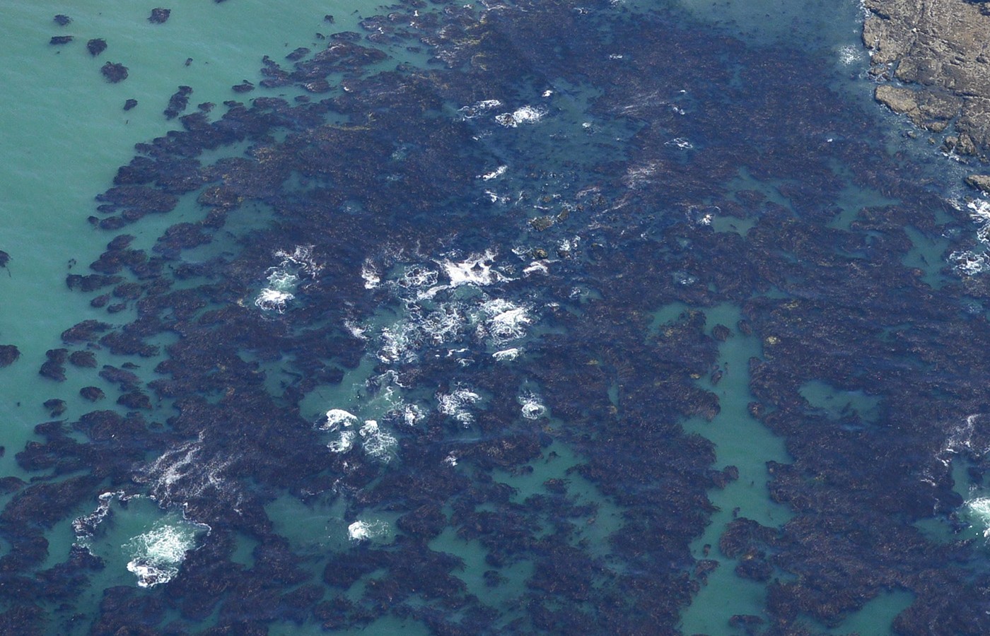 elements/sea/notes/ca_kelp.png