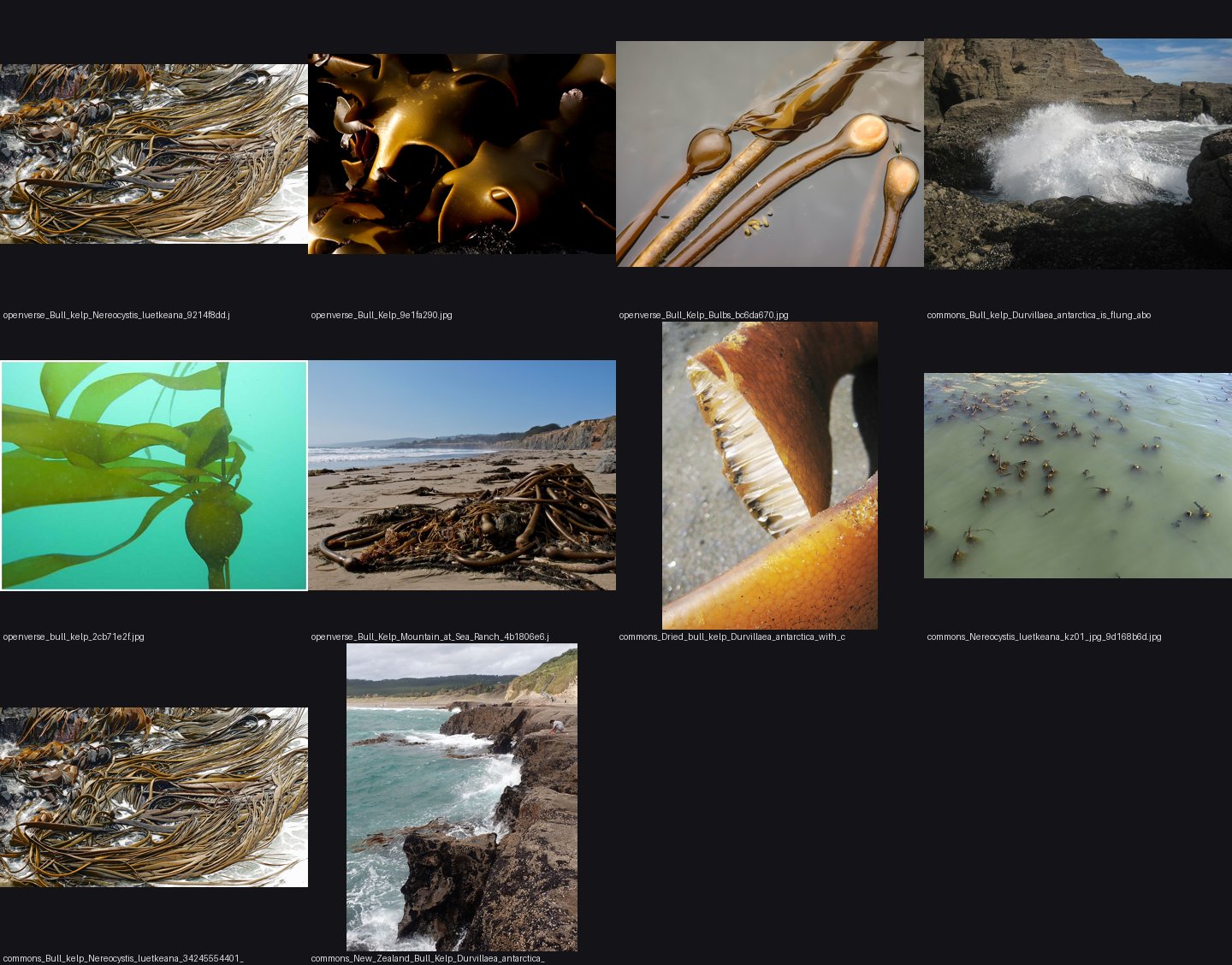 elements/sea/refs/ground/bull_kelp/_sheet.jpg