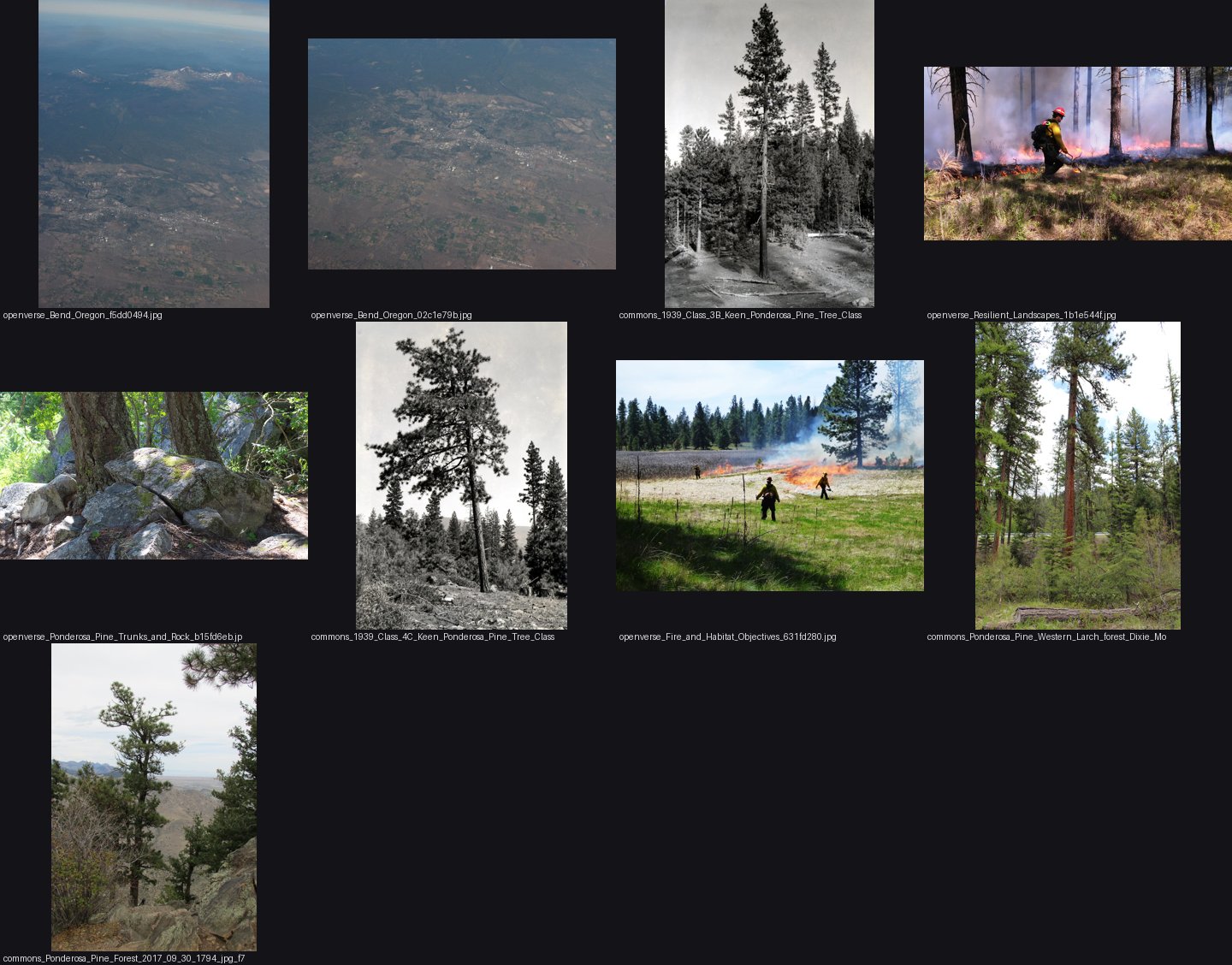 naturalist/plants/photos/ponderosa_pine_forest_eastern_Washington/_sheet.jpg