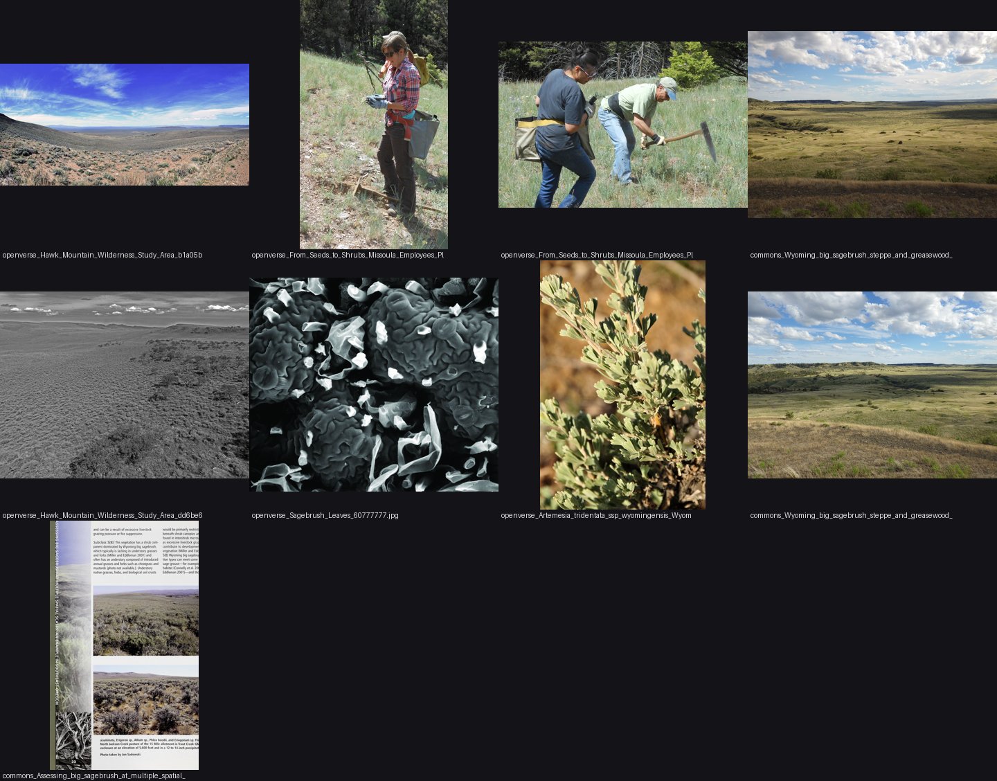 elements/steppe/refs/big_sagebrush_shrub/_sheet.jpg