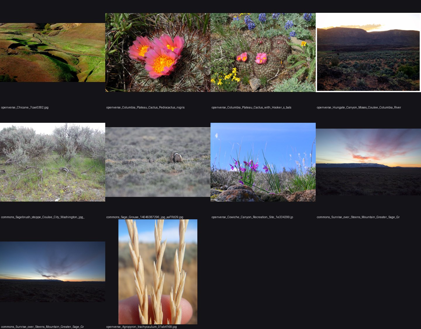elements/steppe/refs/sagebrush_steppe_washington/_sheet.jpg