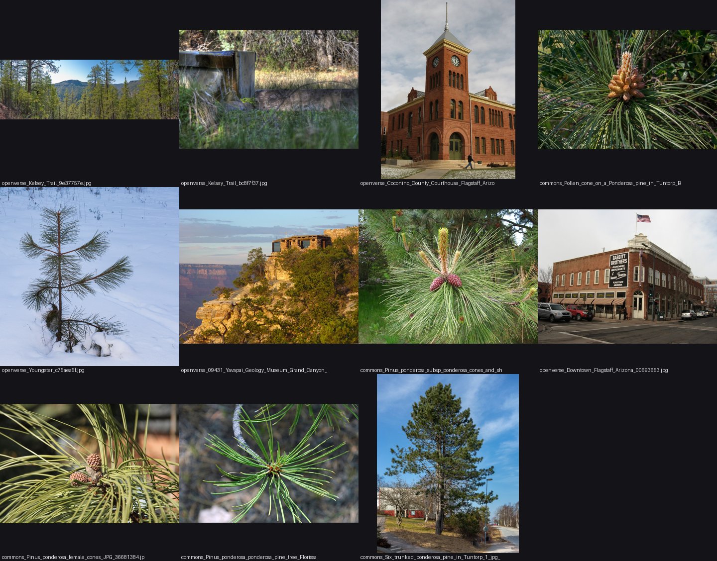 elements/steppe/refs/ponderosa_pine_tree_open/_sheet.jpg