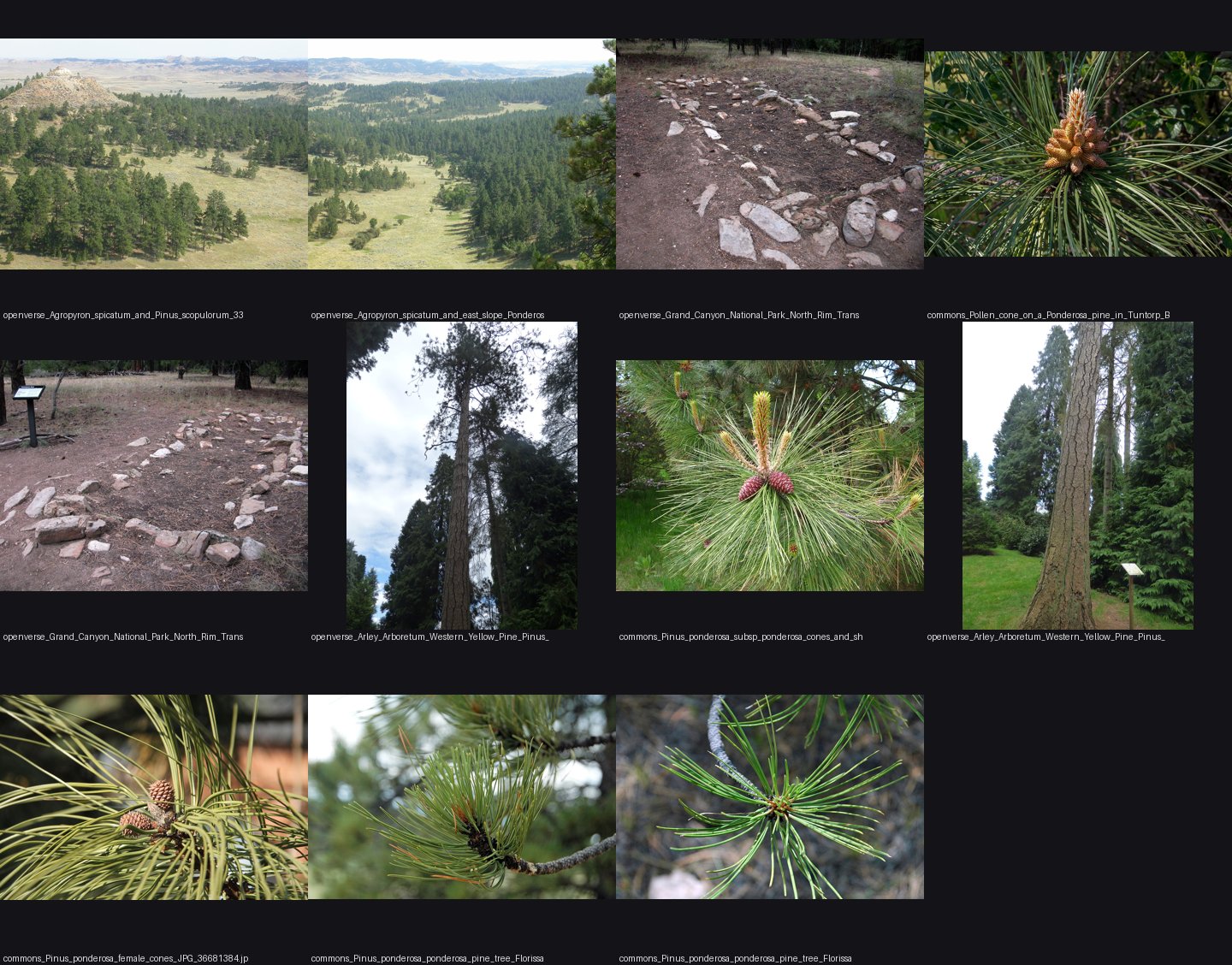 elements/steppe/refs/ponderosa_pine_parkland/_sheet.jpg
