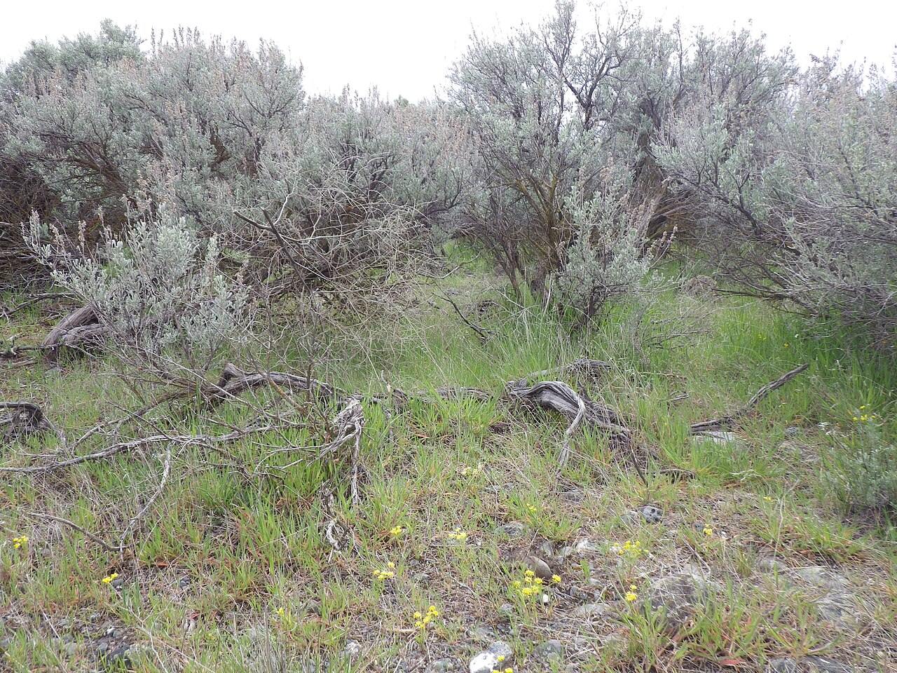 naturalist/plants/photos/sagebrush_steppe_Washington/commons_Sagebrush_steppe_Coulee_City_Washington_jpg_c4dfe713.jpg