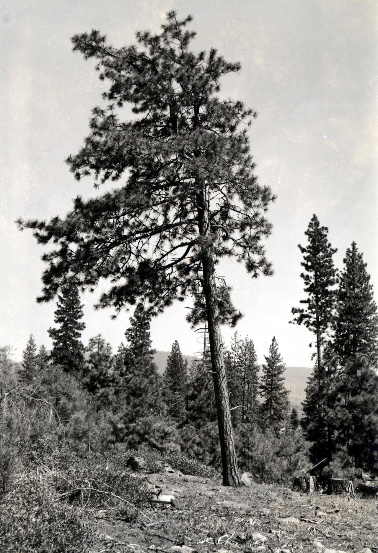 naturalist/plants/photos/ponderosa_pine_forest_eastern_Washington/commons_1939_Class_4C_Keen_Ponderosa_Pine_Tree_Classific_2f5058e7.jpg
