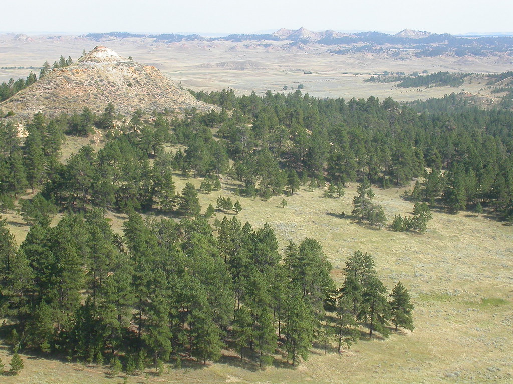 elements/steppe/refs/ponderosa_pine_parkland/openverse_Agropyron_spicatum_and_Pinus_scopulorum_330a2601.jpg