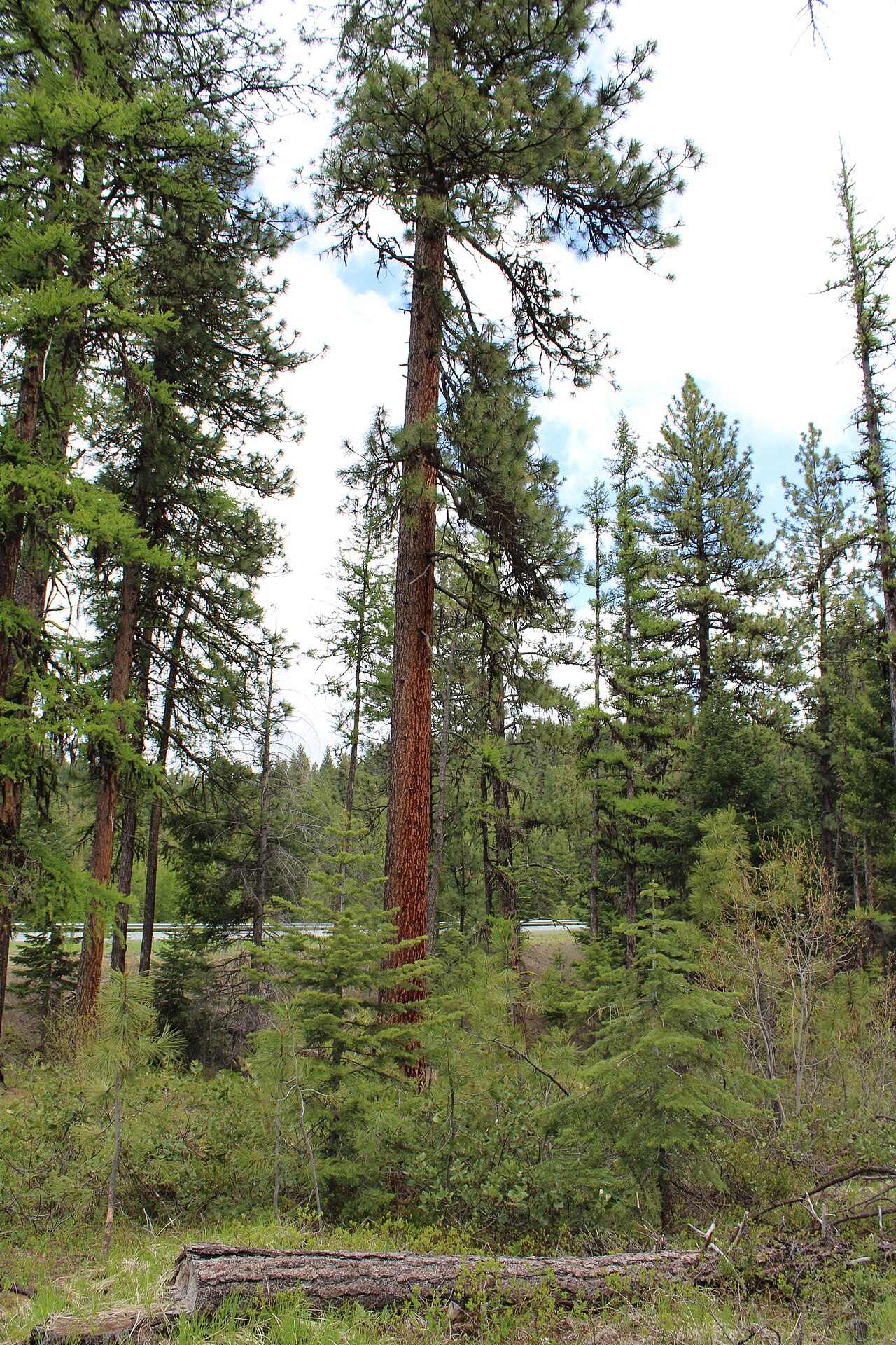 naturalist/plants/photos/ponderosa_pine_forest_eastern_Washington/commons_Ponderosa_Pine_Western_Larch_forest_Dixie_Mounta_8beca028.jpg