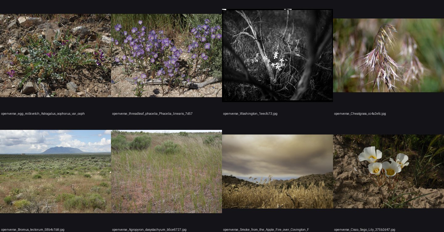 naturalist/plants/photos/cheatgrass_purple_spring/_sheet.jpg