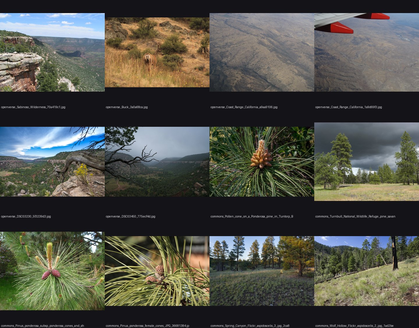 elements/steppe/refs/ponderosa_pine_savanna/_sheet.jpg