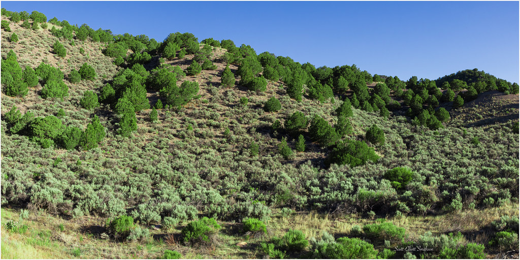 elements/steppe/refs/sagebrush_hillside/openverse_Sagebrush_Hillside_Morning_Light_999c5662.jpg