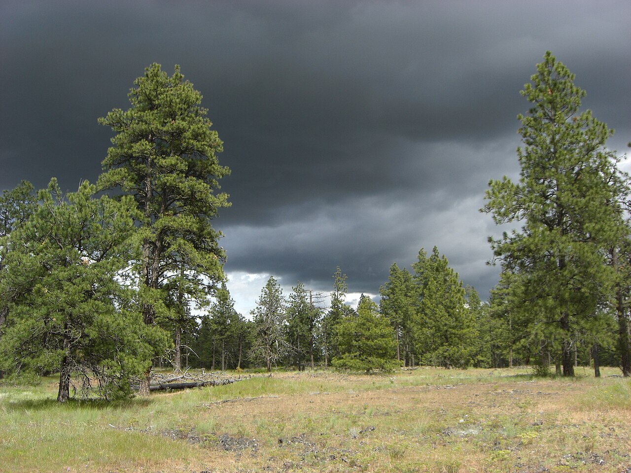 elements/steppe/refs/ponderosa_pine_savanna/commons_Turnbull_National_Wildlife_Refuge_pine_savanna_j_f9182dfb.jpg
