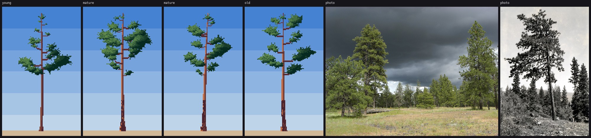 elements/steppe/stage3/s3_pine_a.png