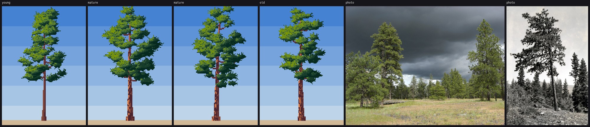 elements/steppe/stage3/s3_pine_d.png