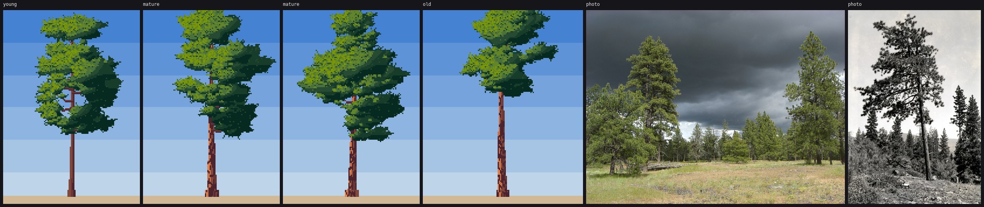 elements/steppe/stage3/s3_pine_e.png