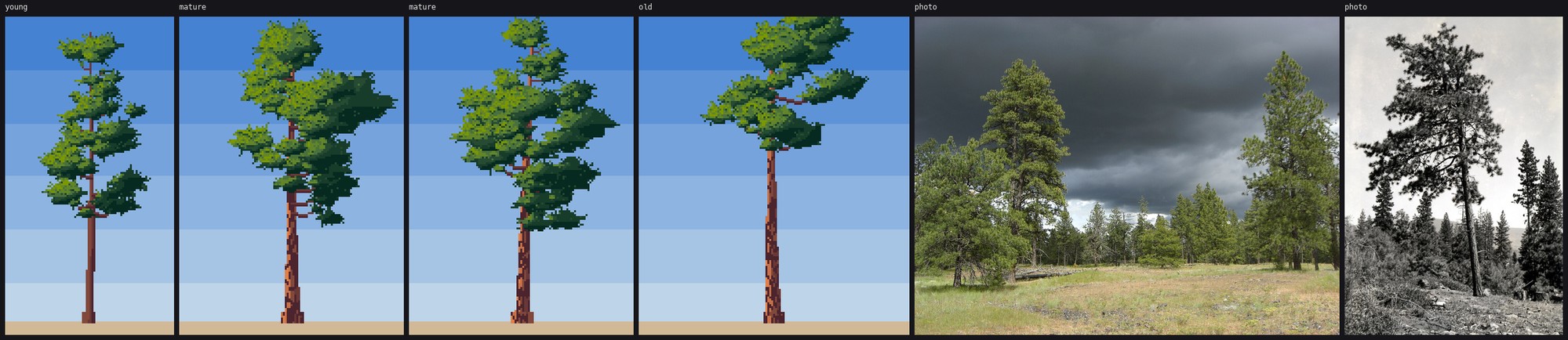 elements/steppe/stage3/s3_pine_f.png