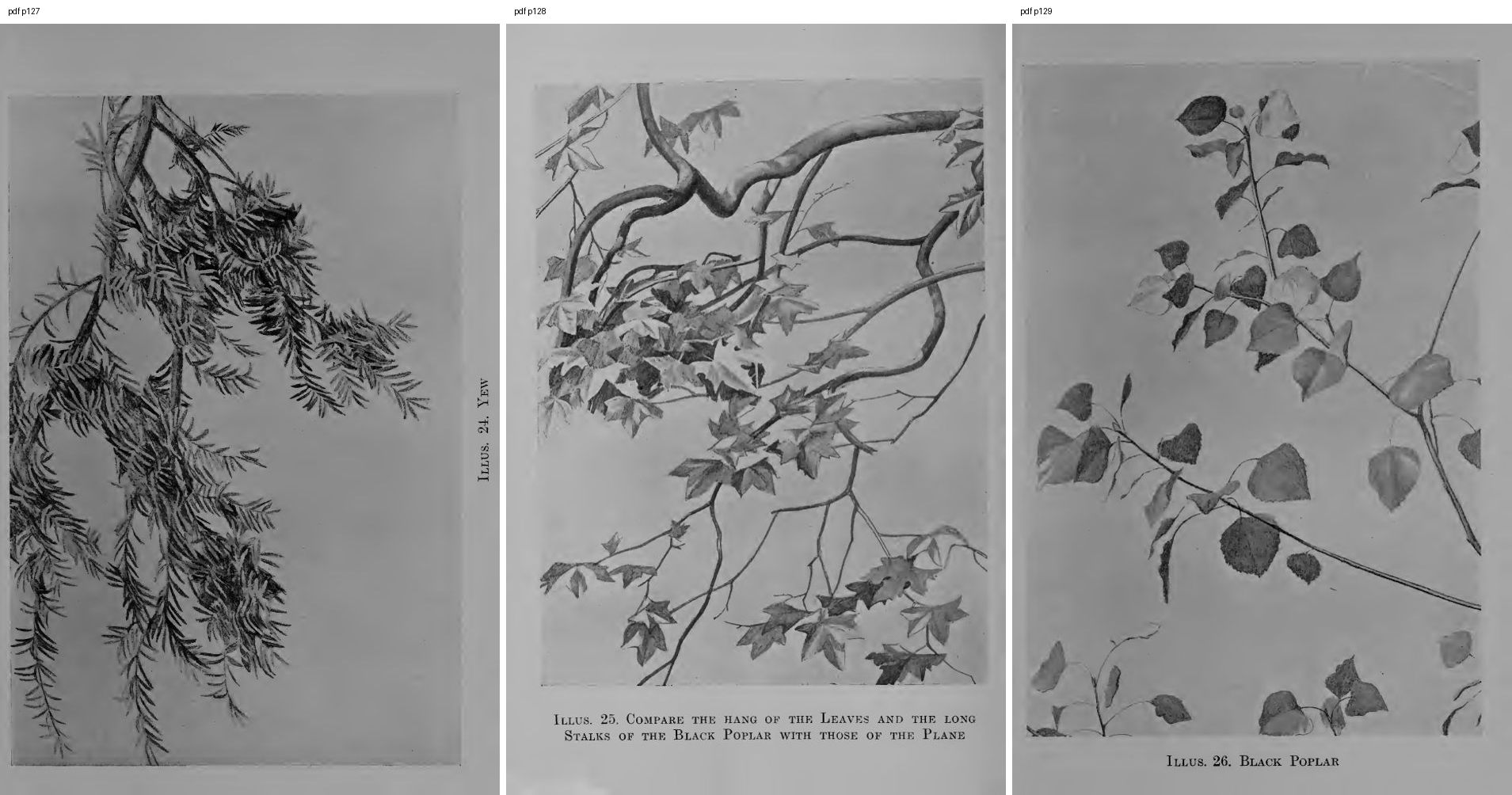 books/trees/pages/cole3/s127.jpg