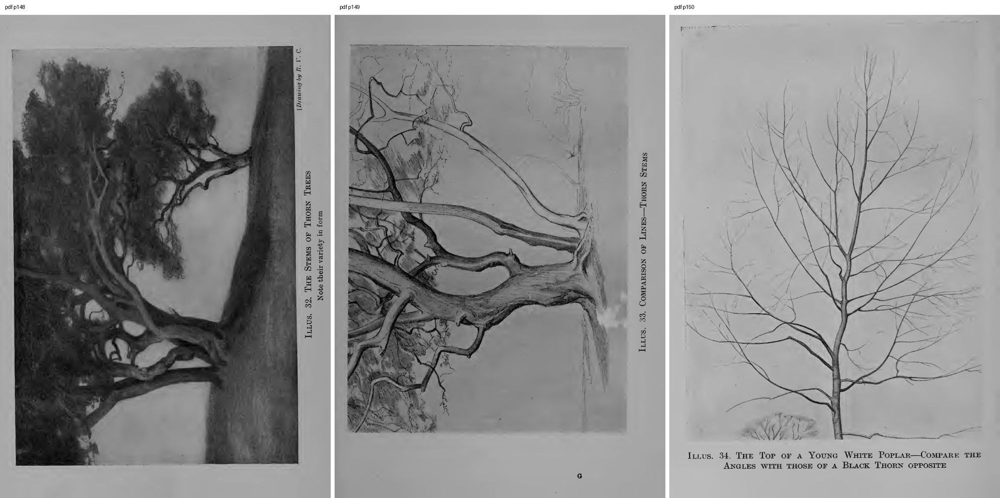 books/trees/pages/cole3/s148.jpg