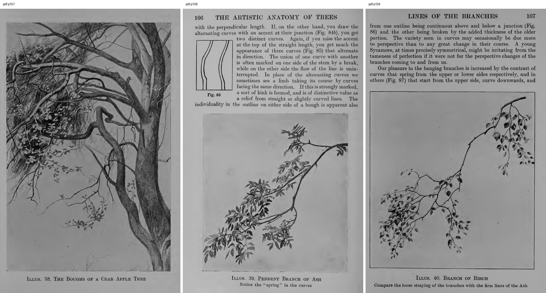 books/trees/pages/cole3/s157.jpg