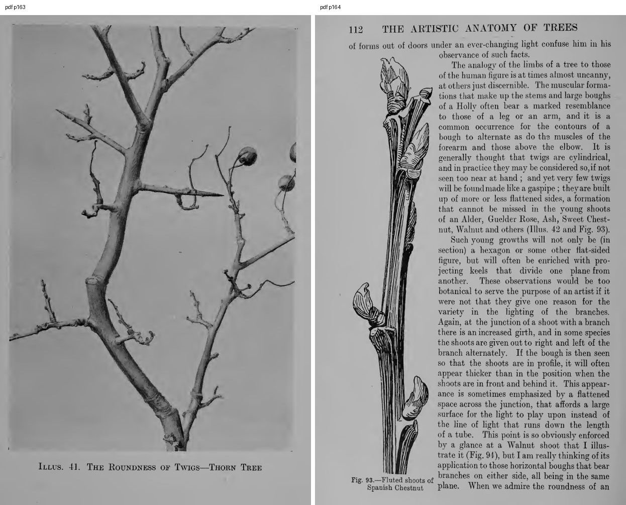 books/trees/pages/cole3/s163.jpg