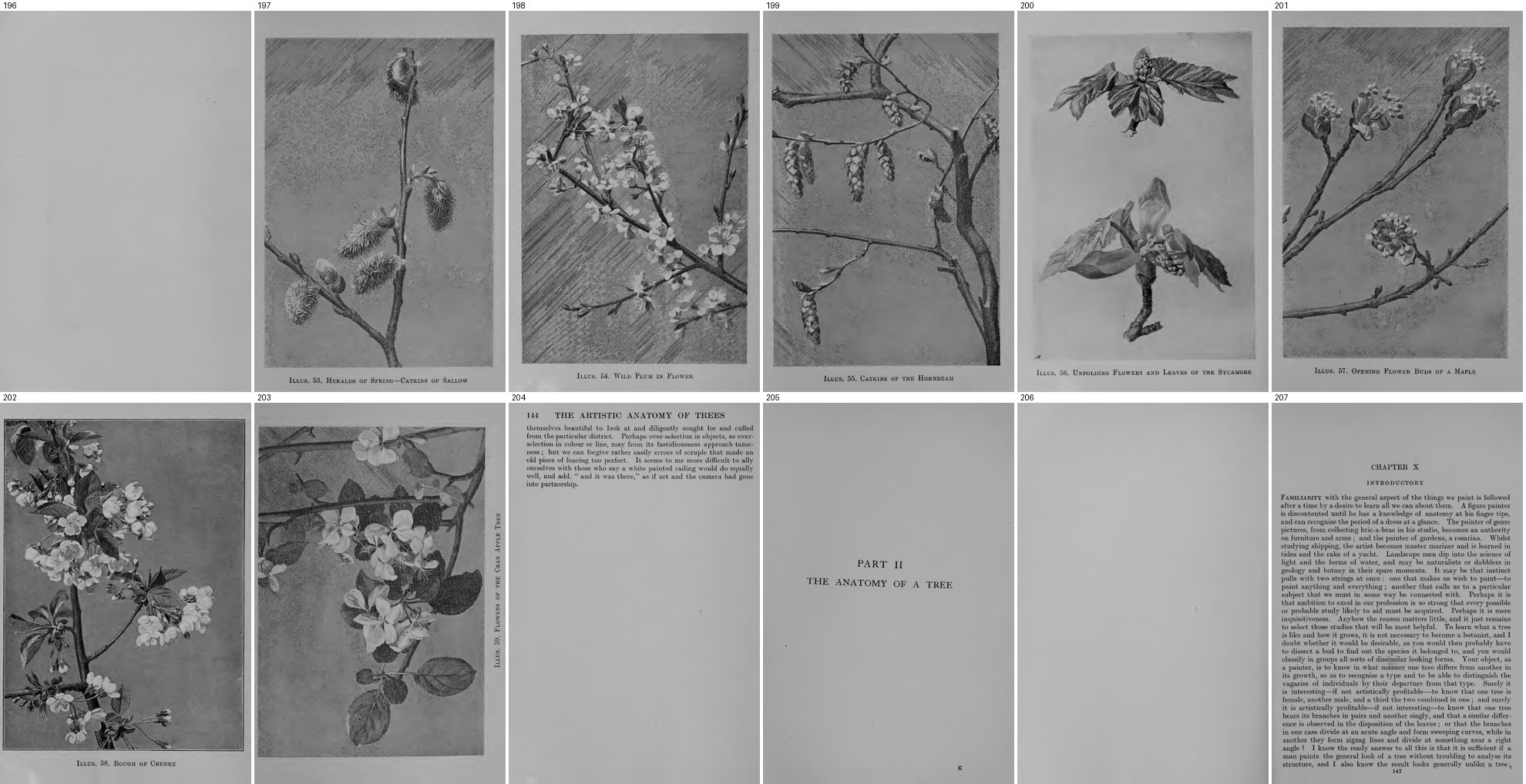 books/trees/tmp/g196.jpg