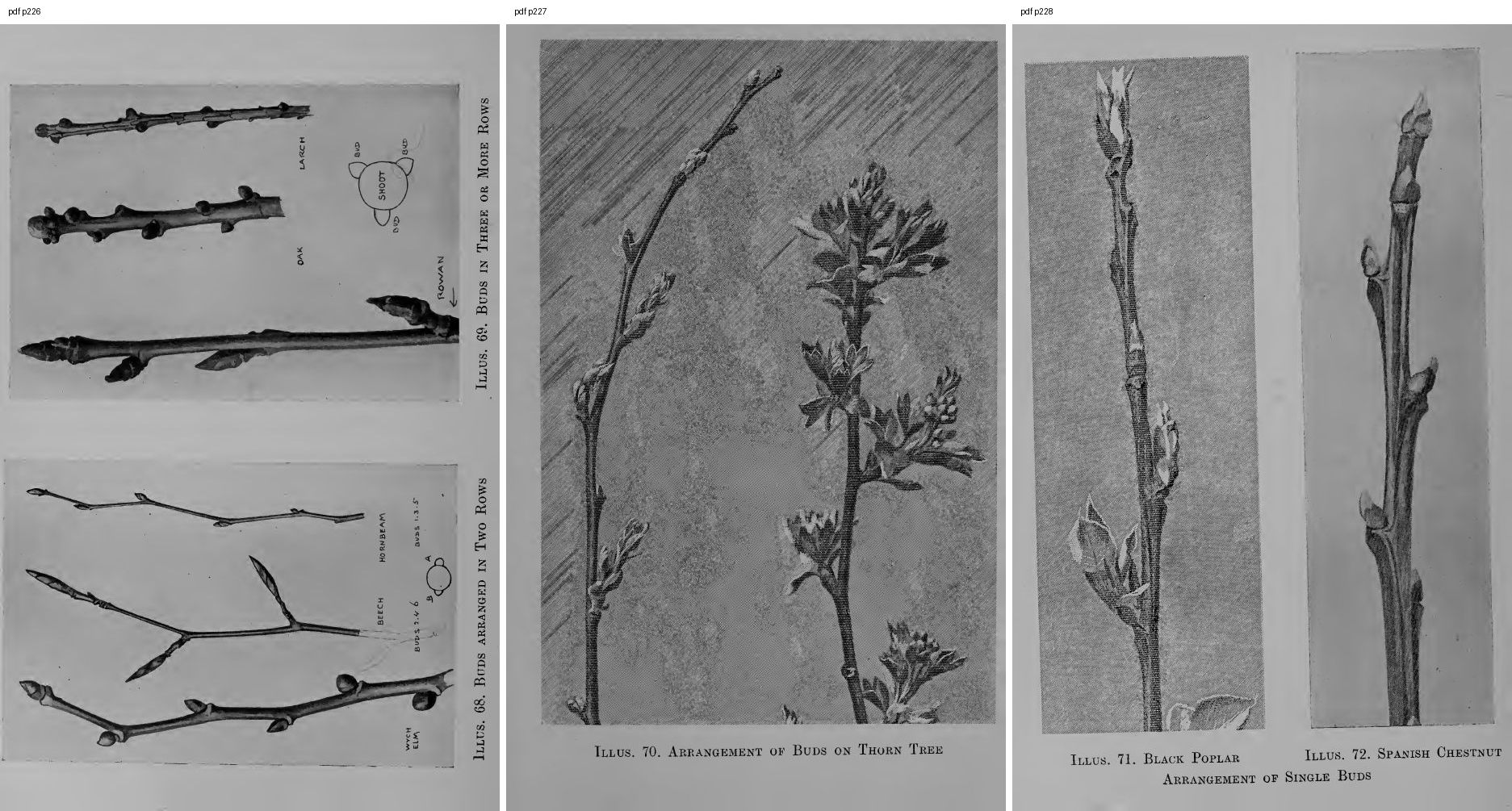 books/trees/pages/cole3/s226.jpg