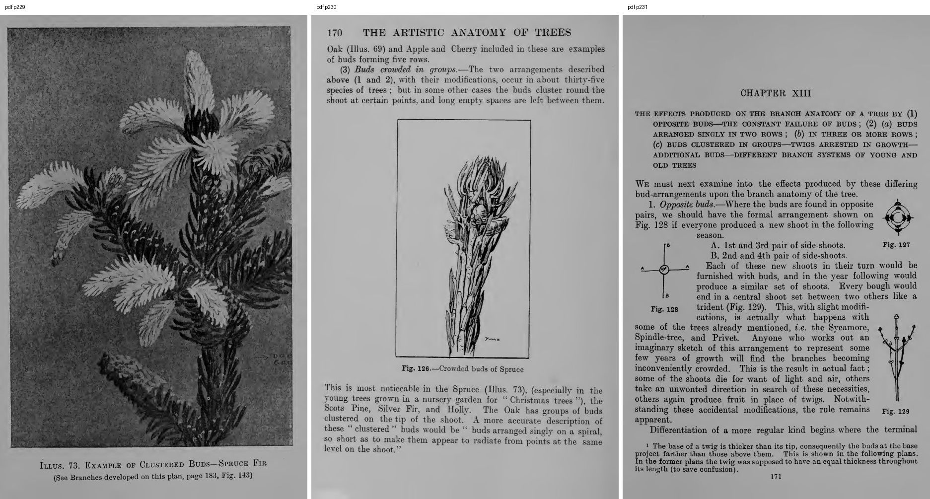 books/trees/pages/cole3/s229.jpg