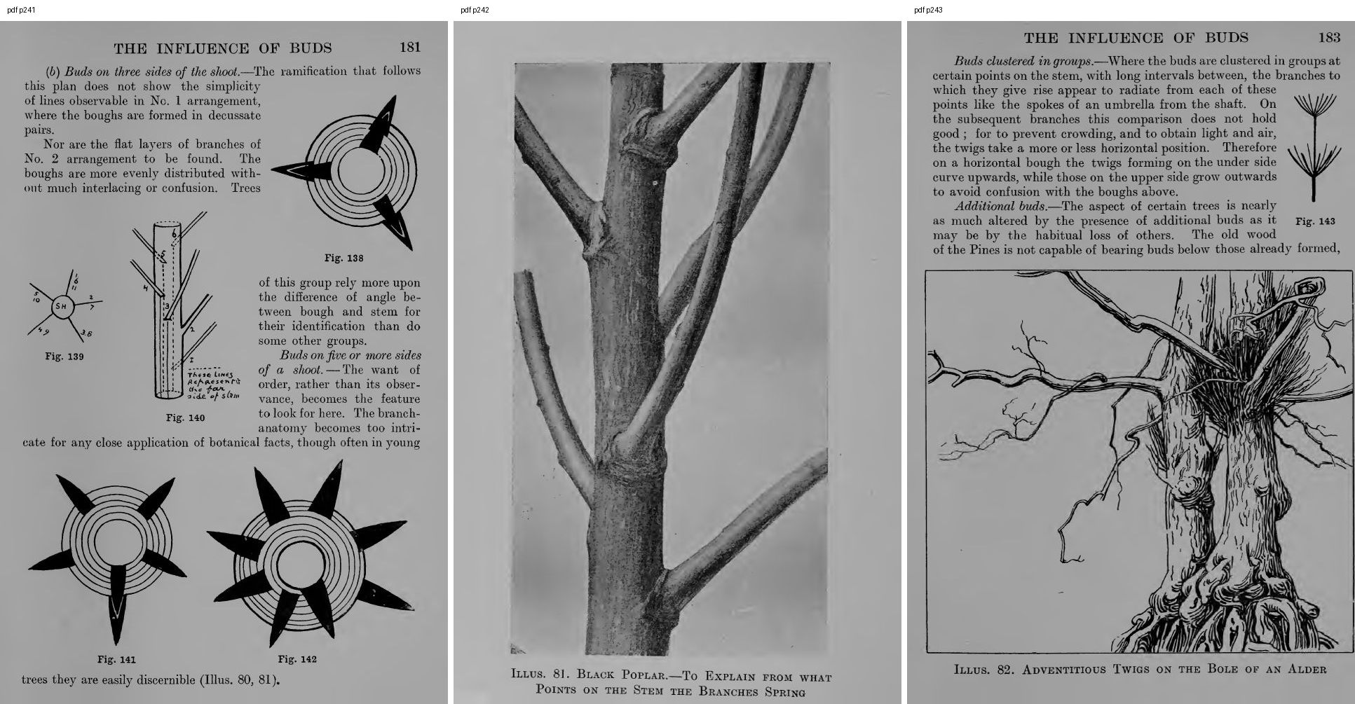 books/trees/pages/cole3/s241.jpg