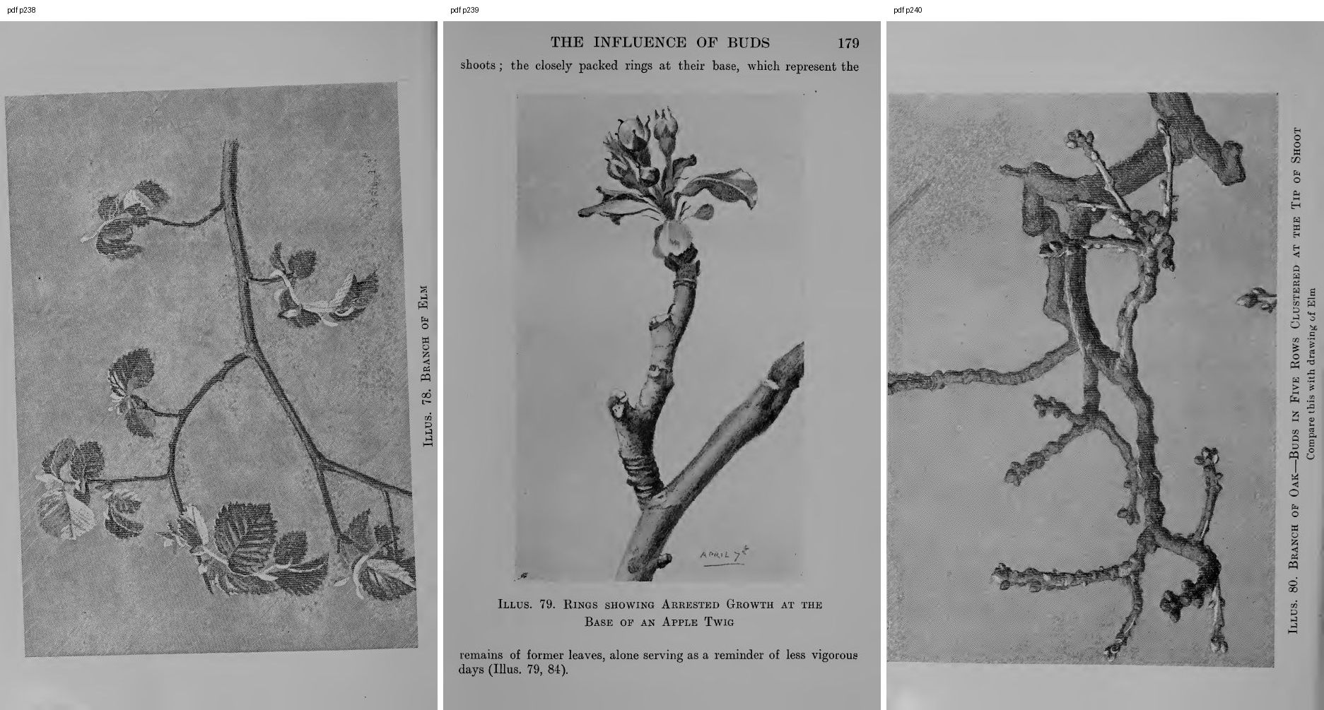 books/trees/pages/cole3/s238.jpg