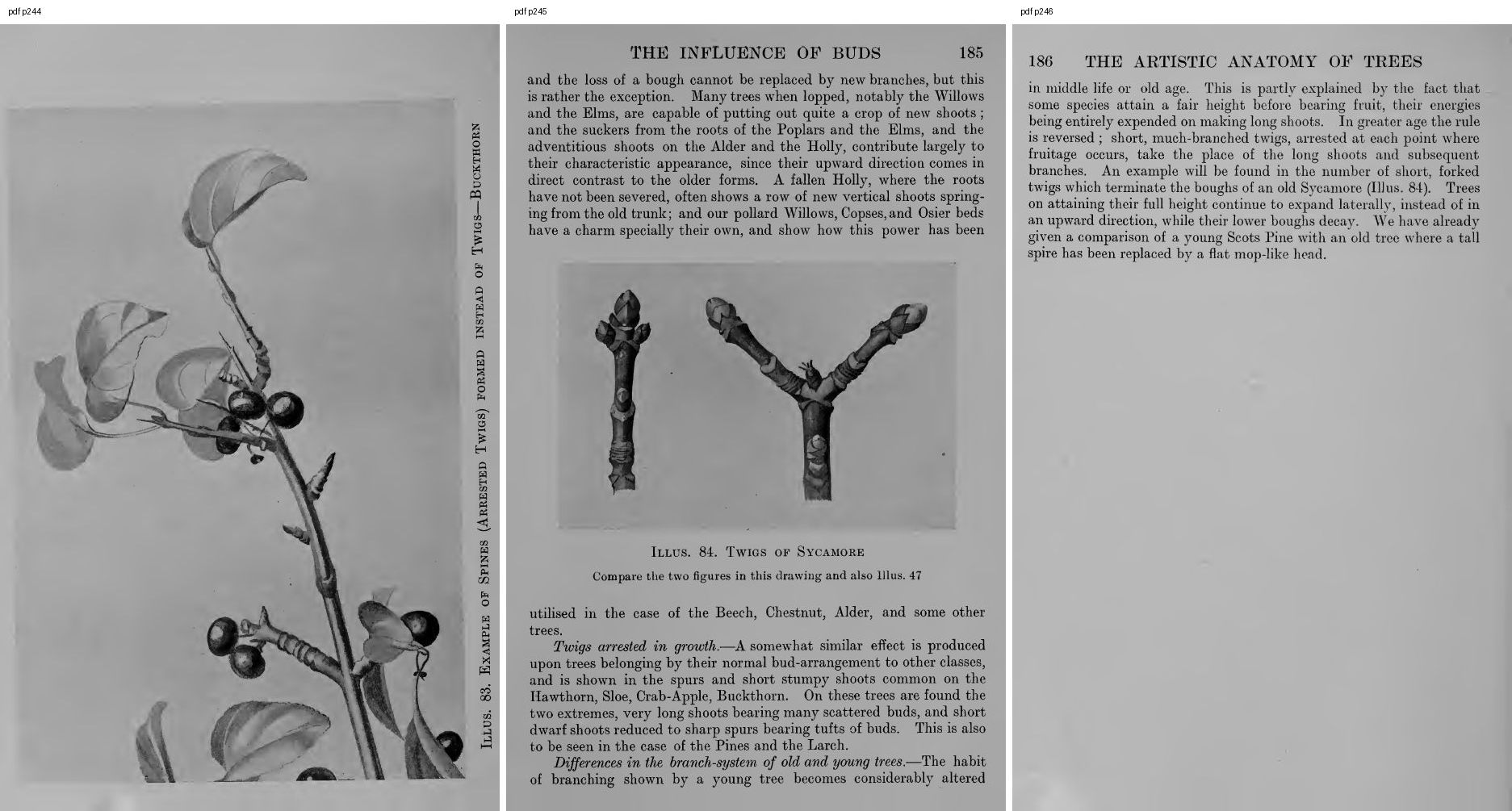 books/trees/pages/cole3/s244.jpg