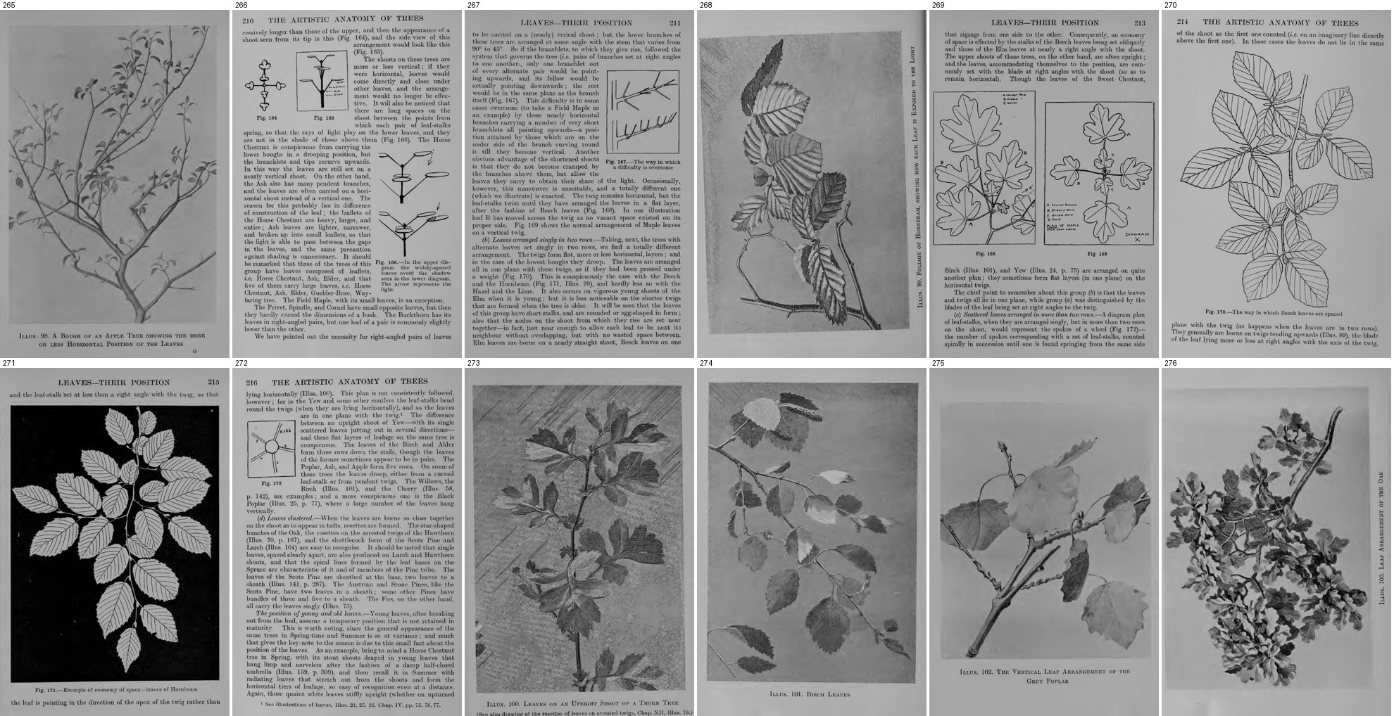 books/trees/tmp/g265.jpg
