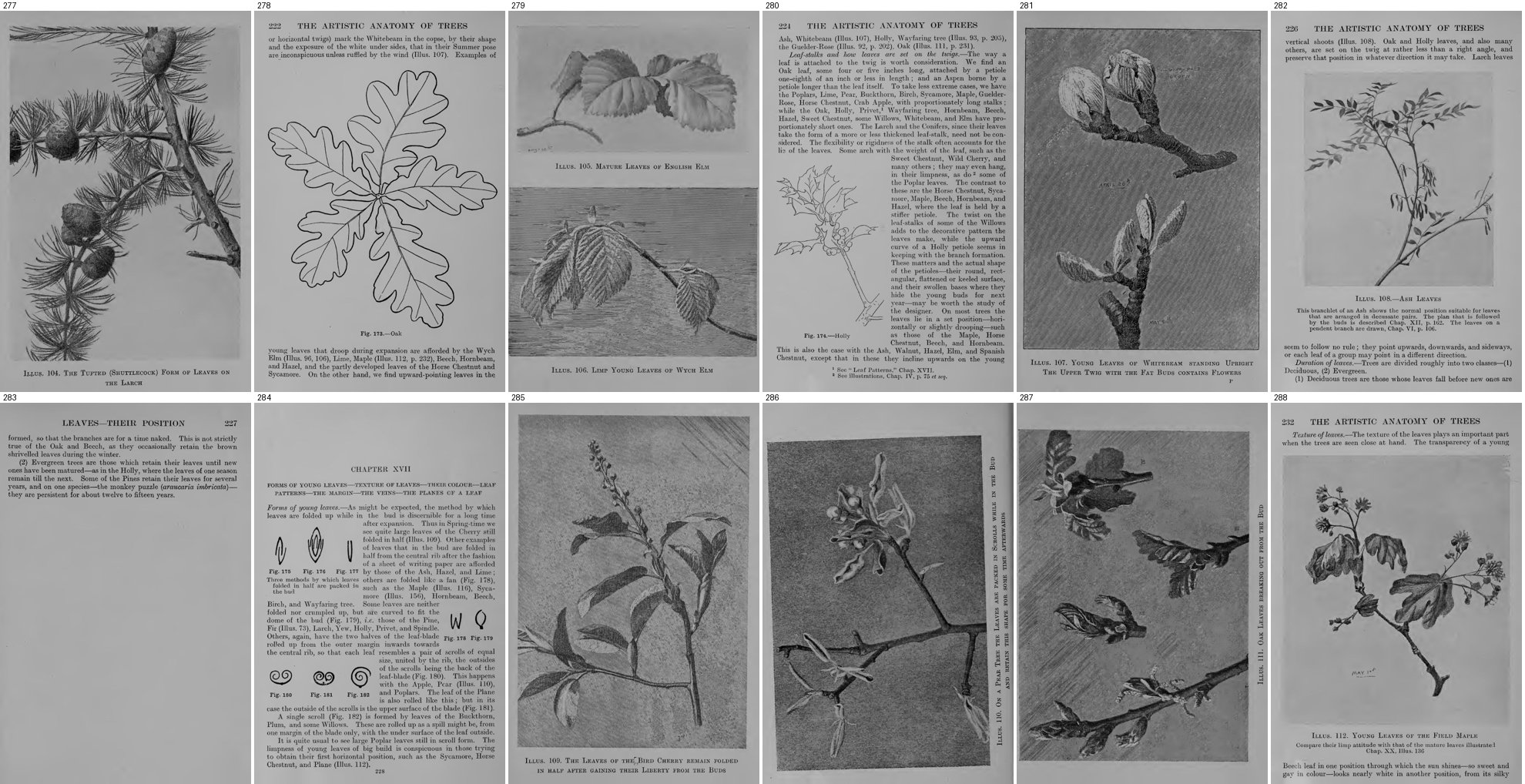 books/trees/tmp/g277.jpg