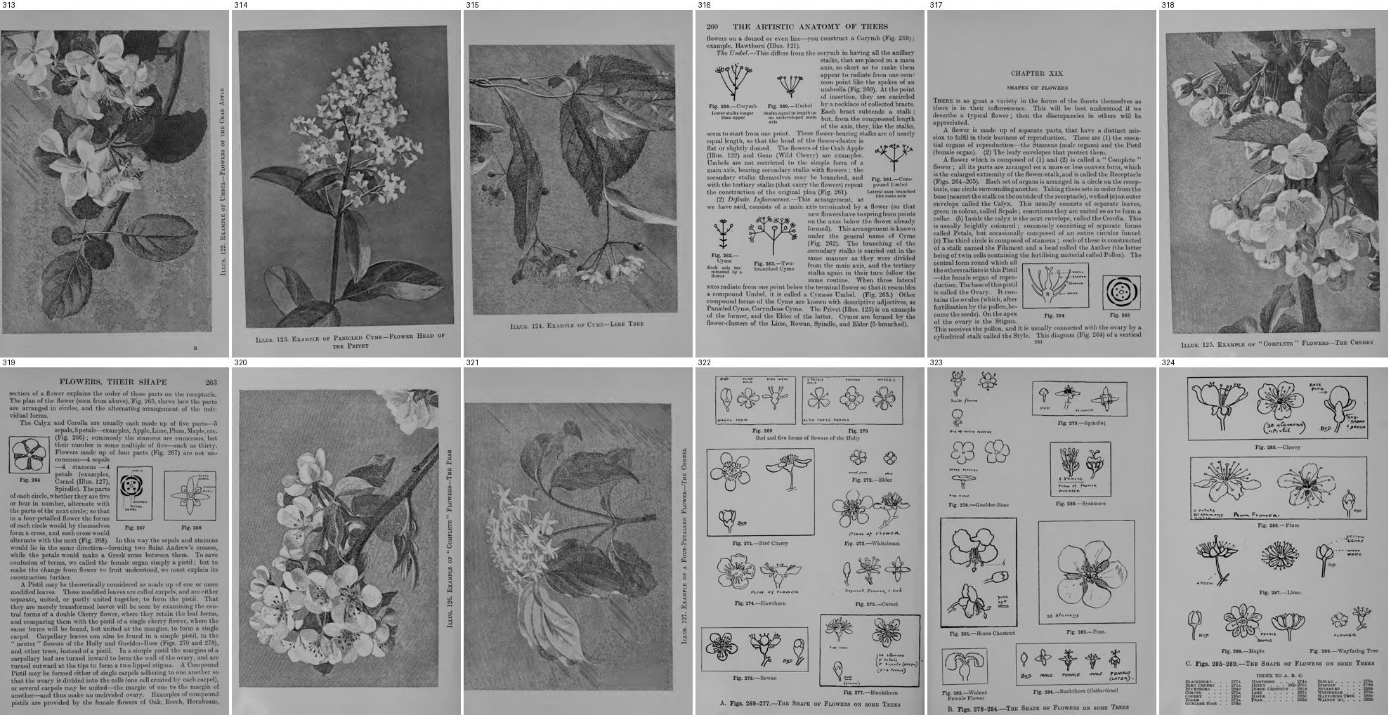 books/trees/tmp/g313.jpg