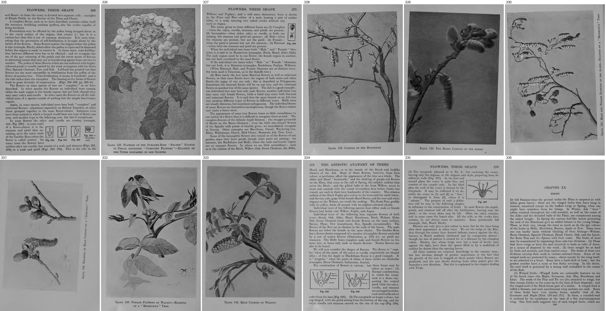 books/trees/tmp/g325.jpg