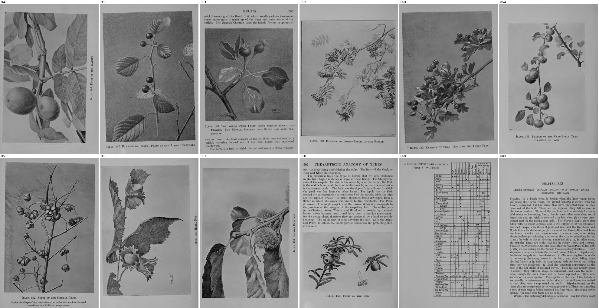 books/trees/tmp/g349.jpg
