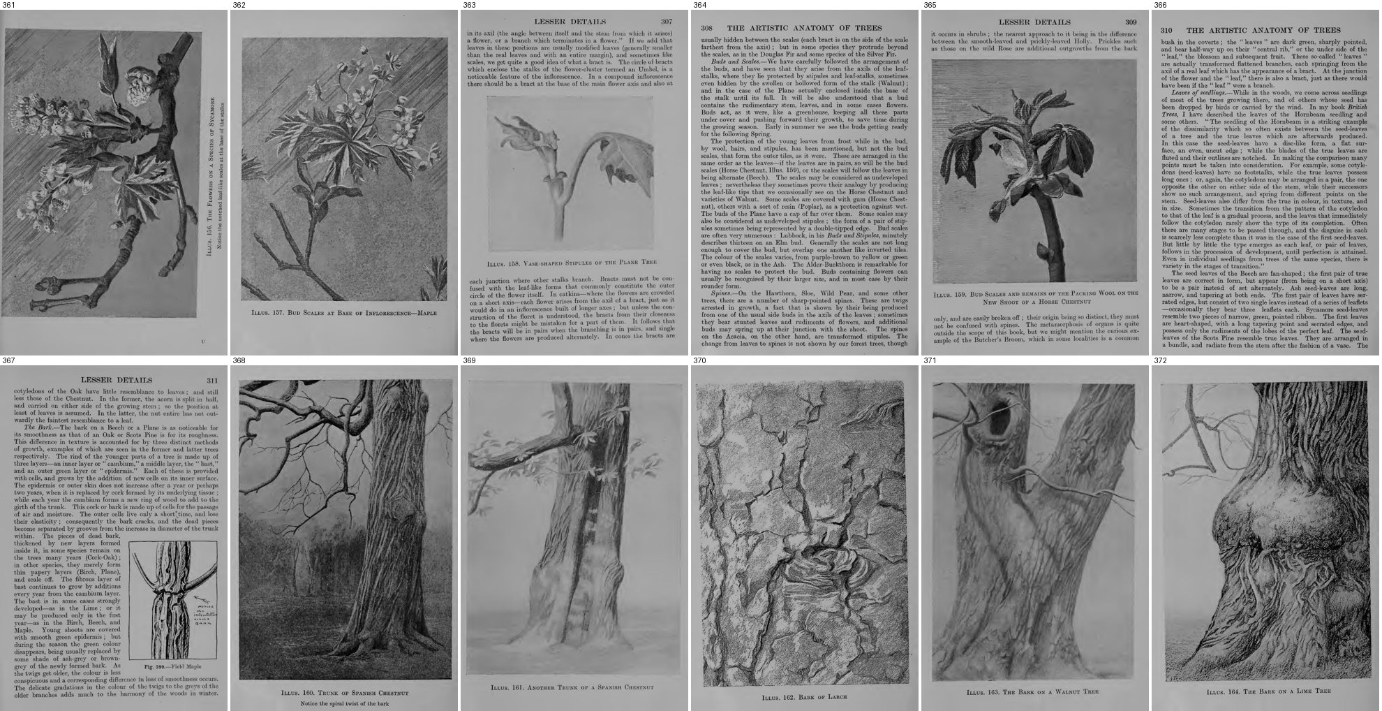 books/trees/tmp/g361.jpg