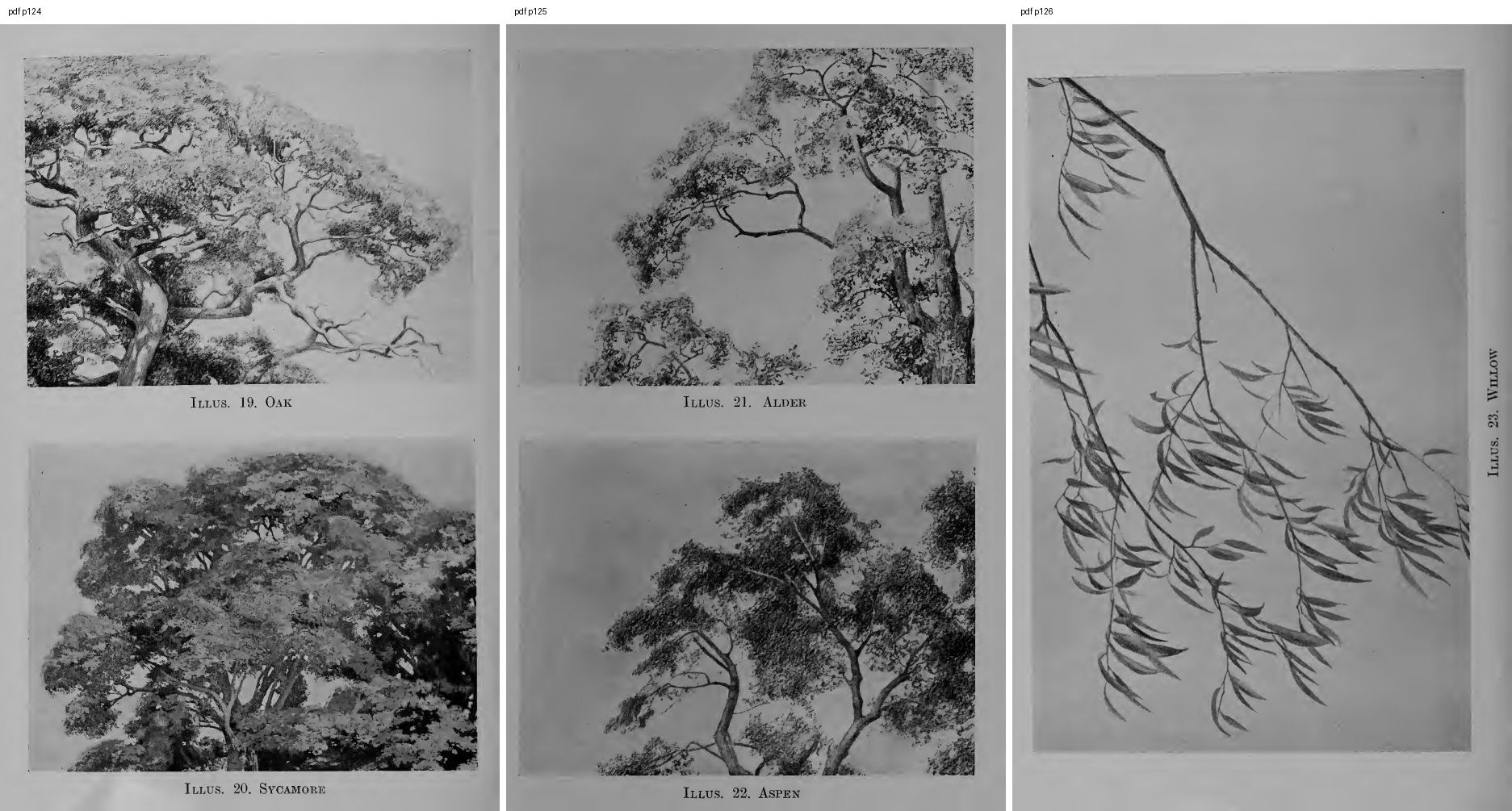 books/trees/pages/cole3/s124.jpg