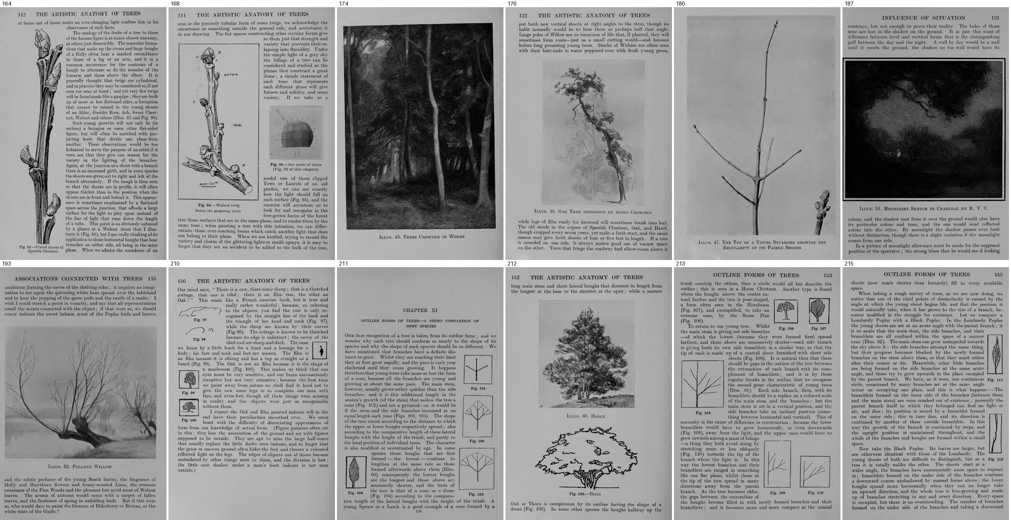 books/trees/tmp/gB.jpg