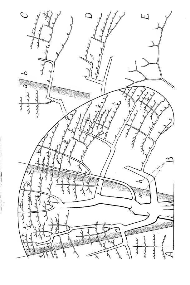 books/trees/tmp/hc230.jpg