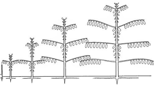 books/trees/copies/ref_massart.png