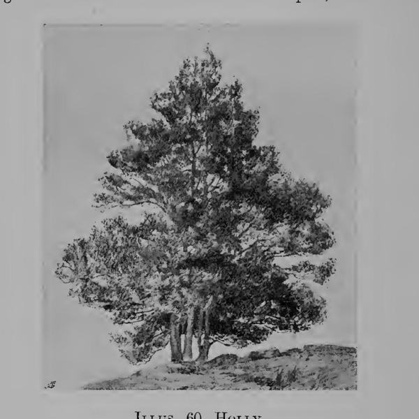books/trees/tmp/holly.jpg